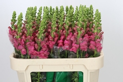 Antirrhinum Avignon Rose 75cm