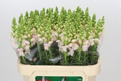 Antirrhinum Costa Silver 75cm