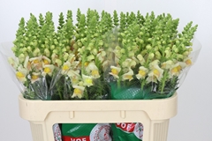 Antirrhinum Costa Apricot 75cm