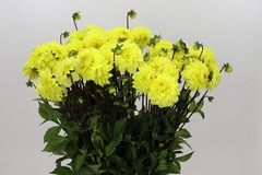 Dahlia Yellow Don 55cm