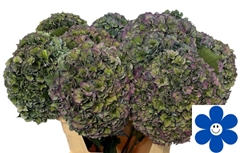 Hydrangea Royal Parade Classic 80cm 22-24cm Hd