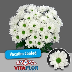 Chrysanth Spray Chic 70cm 70gr.