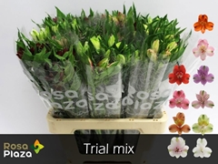Alstroemeria Mix 60cm 40gr.