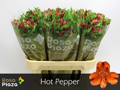 Alstroemeria Hot Pepper 75cm 55gr.