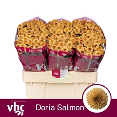 Chrysanth Santini Doria Salmon 55cm 44gr.