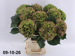 Hydrangea Elbtal Classic 70cm 20-22cm Hd