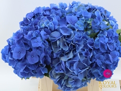 Hydrangea Bela Blue 50cm 18-20cm Hd