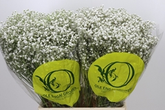 Gypsophila Paniculata Xlence 70cm 20gr.