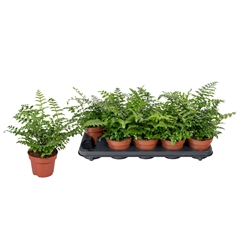 Asplenium Parvati 12Ø 25cm