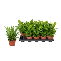 Asplenium Nidus Campio 12Ø 25cm
