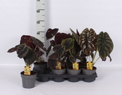 Alocasia Cuprea Red Secret 14Ø 45cm