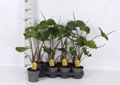 Alocasia Macrorrhizos Stingray 14Ø 60cm