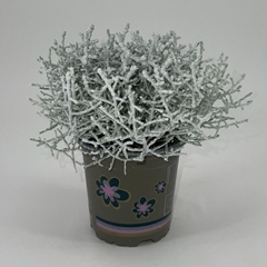 Leucophyta Brownii 11Ø 23cm