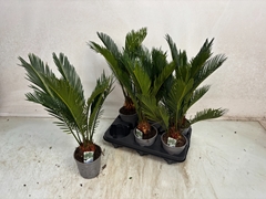 Cycas Revoluta 12Ø 40cm