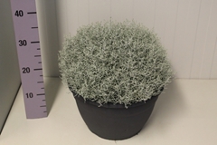Leucophyta Brownii 30Ø 35cm
