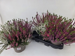 Calluna Garden Girls Trio Girls 19Ø 35cm
