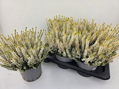 Callu Gg Aurica 17Ø 30cm
