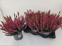 Callu Gg Lilith 17Ø 32cm