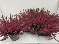 Calluna Garden Girls Franca 17Ø 35cm