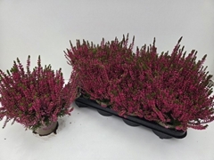 Calluna Garden Girls Franca 12Ø 24cm