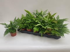 Ferns Mix 8Ø 20cm