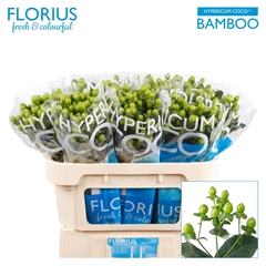 Hypericum Coco Bamboo 70cm