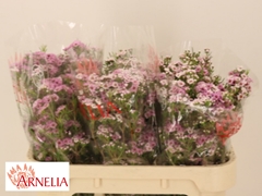 Chamelaucium Giselle 70cm 25gr.