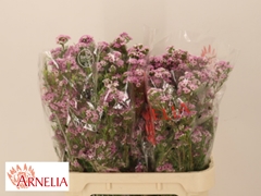 Chamelaucium Giselle 80cm 45gr.
