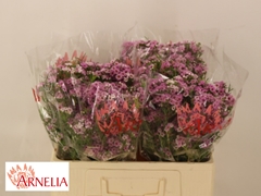 Chamelaucium Giselle 55cm 20gr.