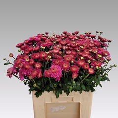 Chrysanth Spray Blenda Purper 60cm 65gr.