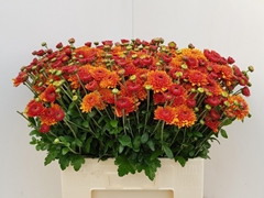 Chrysanth Spray Bruno 60cm 55gr.