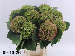 Hydrangea Elbtal Classic 60cm 16-18cm Hd