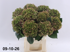 Hydrangea Glowing Alps Classic 60cm 15-17cm Hd