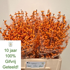 Ilex Verticillata Orange Beauty 60cm