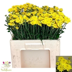 Chrysanth Spray Blenda Yellow 52cm 45gr.