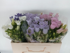 Campanula Medium Mix 50cm