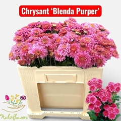 Chrysanth Spray Blenda Purper 52cm 50gr.