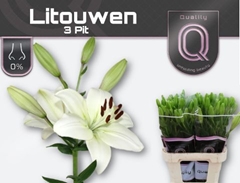 Lily La Litouwen 85cm 3+
