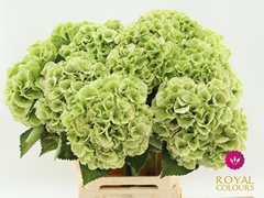 Hydrangea Royal Princess 80cm 20-22cm Hd