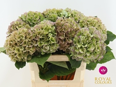Hydrangea Verena Blue Classic 80cm 20-22cm Hd
