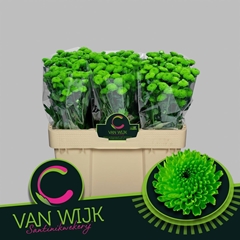 Chrysanth Santini Country 50cm 24gr.