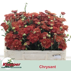 Chrysanth Spray Blenda Red 45cm 40gr.
