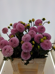 Dahlia Wizard Of Oz 55cm