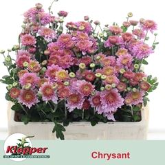Chrysanth Spray Blenda 50cm 50gr.