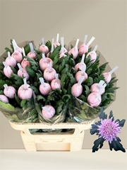 Chrysanth Single Hornbill 80cm 125gr.