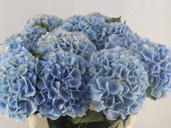 Hydrangea Verena Blue 80cm 21-23cm Hd