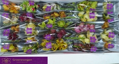 Cymbidium Mini Mix 30cm