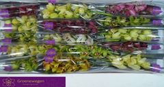 Cymbidium Mini Mix 50cm