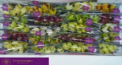 Cymbidium Mini Mix 40cm