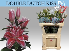 Lily Oriental Double Dutch Kiss 80cm 4+